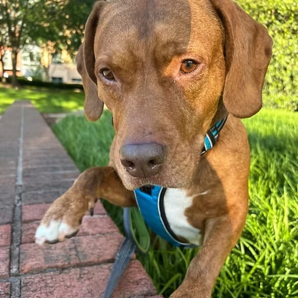A brown dog with a blue harness and leash stands on a brick wall, looking at the camera.