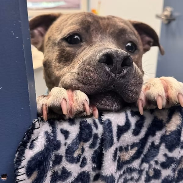 A brindle dog with large dark eyes peeks over a blue and white leopard print blanket.