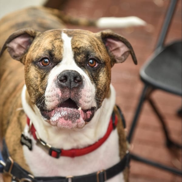 Close-up of a brindle and white bulldog with a red collar, looking directly at the camera.