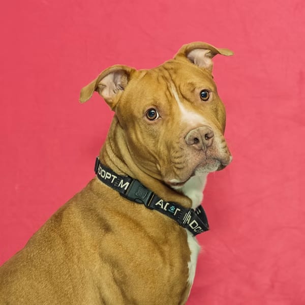 A tan and white pit bull wearing an "ADOPT ME" collar looks at the camera against a pink background.