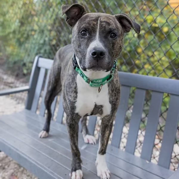 Brindle and white pit bull dog with a green collar standing on a gray bench.
