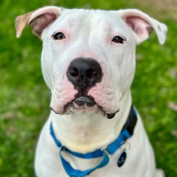 A white pit bull with a blue collar looks directly at the camera, with green grass in the background.